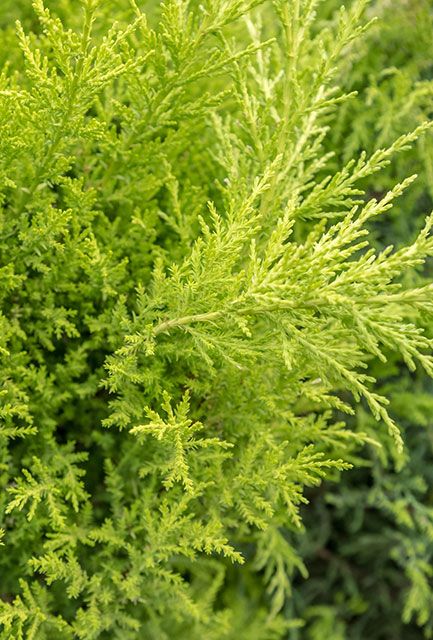 Golden Leylandii Hedge