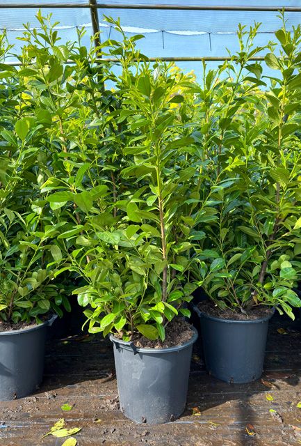 Cherry Laurel Hedge Pot Grown 175-200cm
