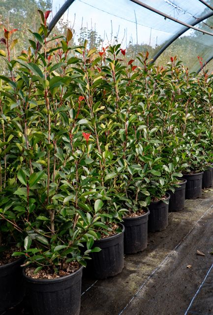 Photinia Hedge