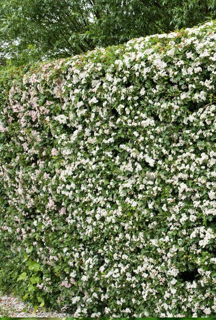 Hawthorn Hedge