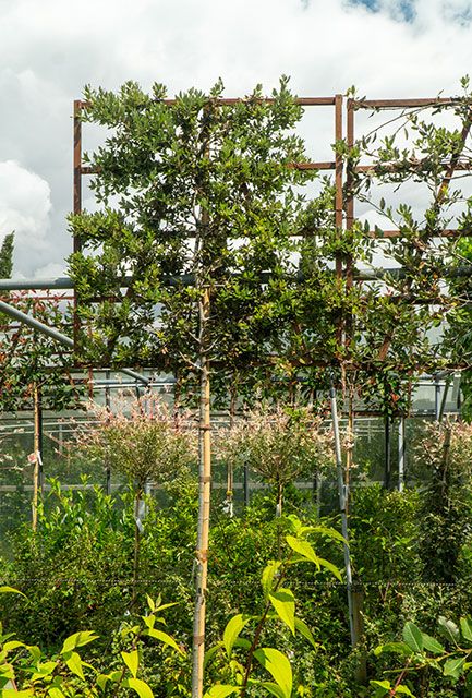 Pleached Holm Oak