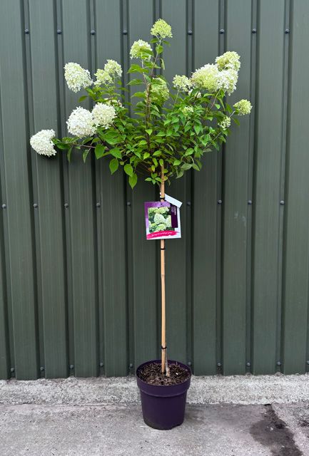 Hydrangea Limelight Half Standard Tree