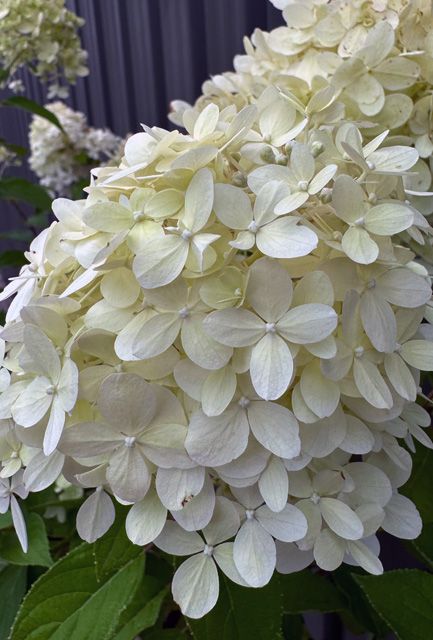 Hydrangea Limelight Half Standard Tree