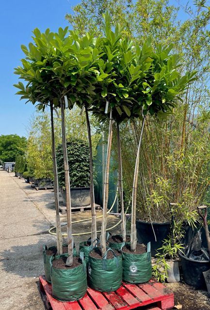 Cherry Laurel Tree