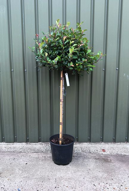 Photinia Little Red Robin Half Standard Tree