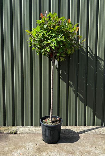 Photinia Red Robin Half Standard Tree