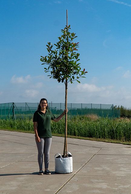 Photinia Red Robin Tree