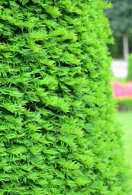 English Yew Hedge