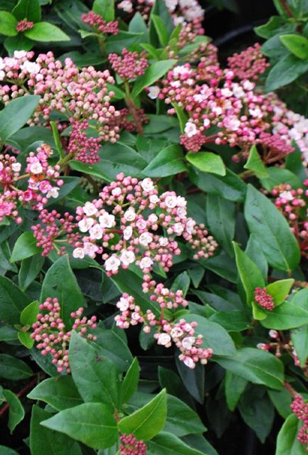 Viburnum Tinus Hedge