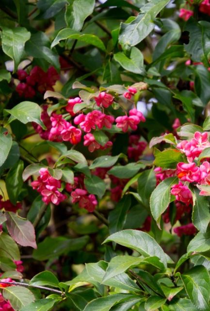 Spindle Hedge