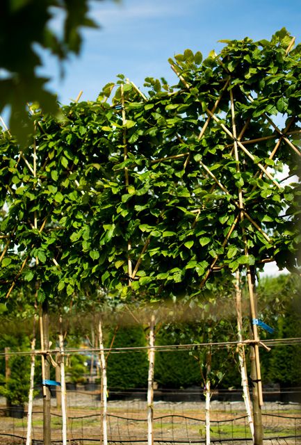 Pleached Trees