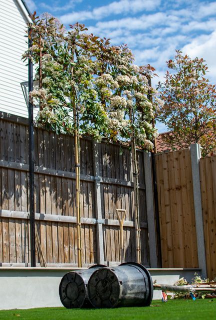 Pleached Photinia Red Robin