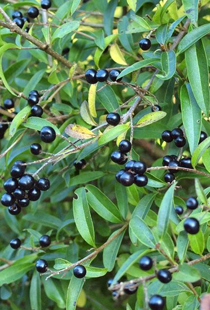 Wild Privet