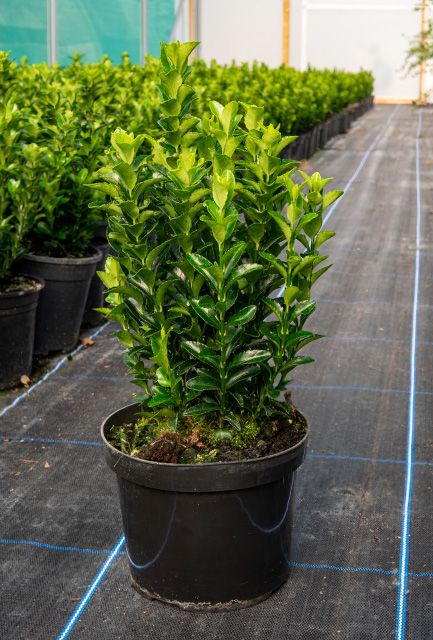 Euonymus Green Spire Hedge