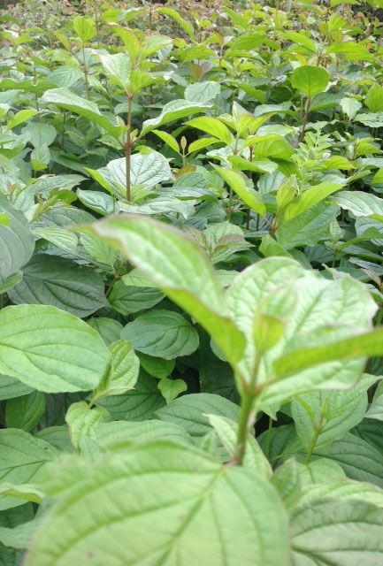 Common Dogwood Hedge