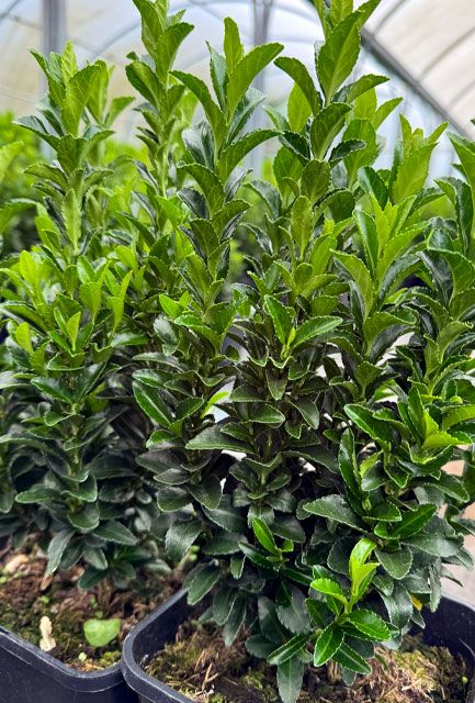Euonymus Green Spire Hedge