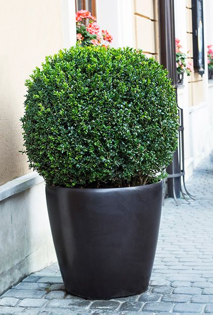 Box Topiary Balls