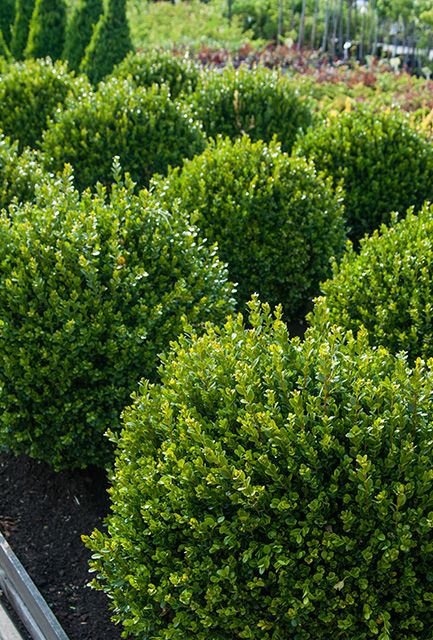 Box Topiary Balls