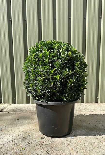 Euonymus Topiary Balls