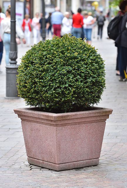 Yew Topiary Balls