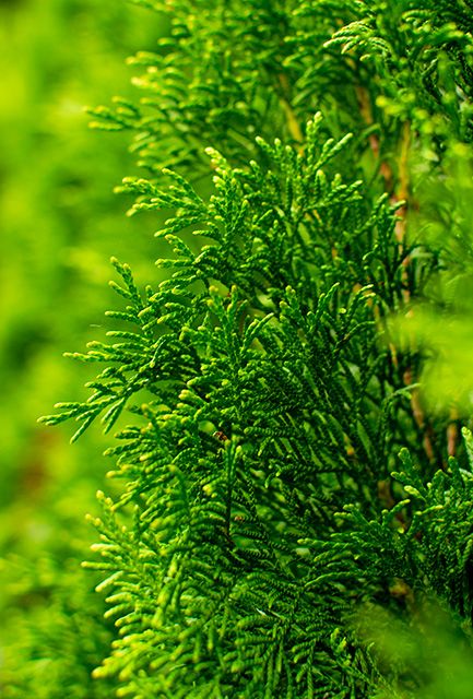 White Cedar Hedge