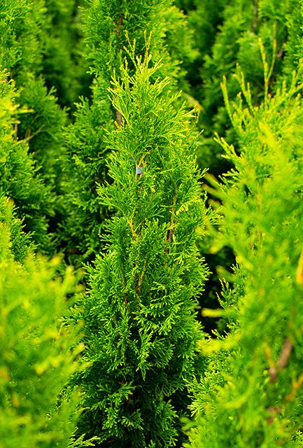 White Cedar Hedge