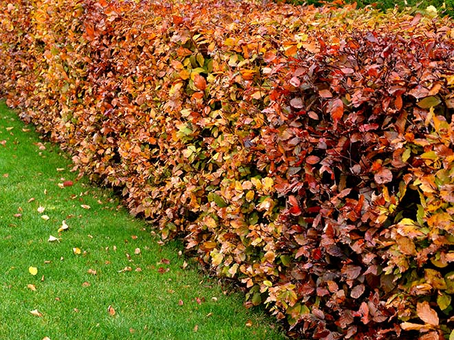 An established beech hedge in autumn
