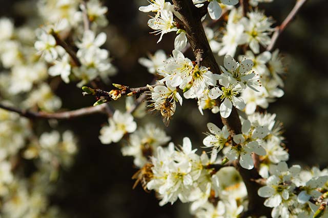 An established blackthorn prunus spinosa hedge