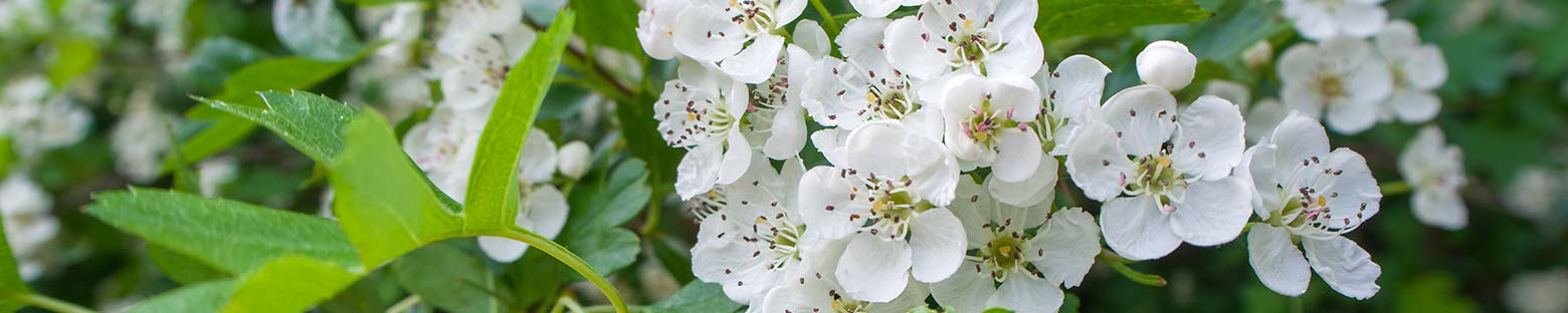 Hawthorn hedge in full flower with white blossoms