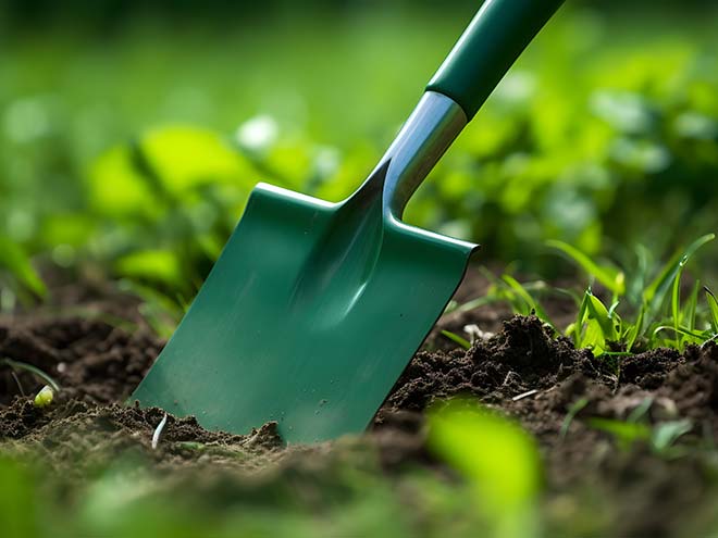 A Hawthorn hedge being planted in the garden