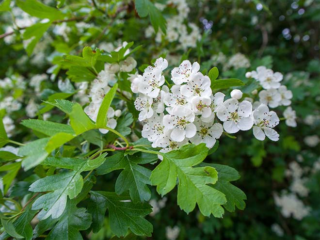 An established Hawthorn hedge in a UK garden