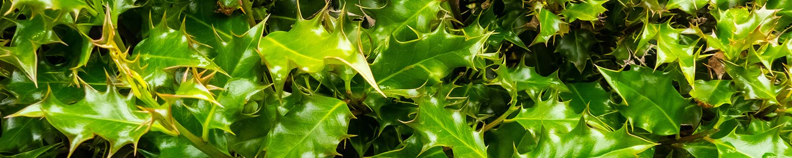 Lush green holly hedge plants