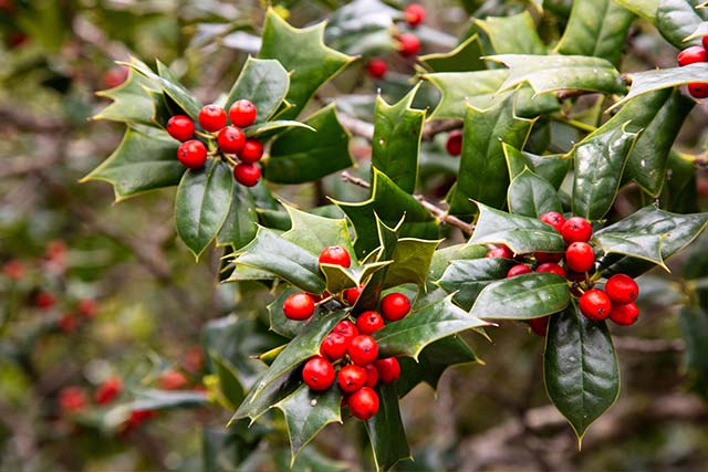 An established holly hedge providing privacy in a garden