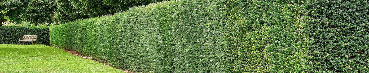 Established yew hedge