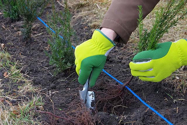 Person planting a bare root yew hedge in the garden