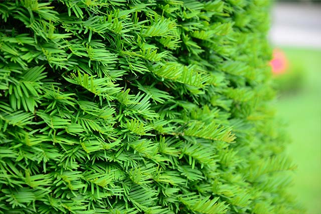 An established english yew hedge