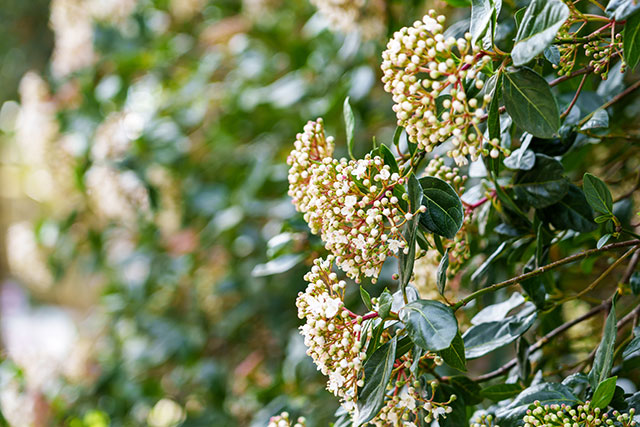 Viburnum Hedging