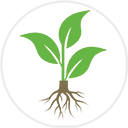 Bare root Hawthorn hedging plants