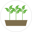 Instant beech hedging plants