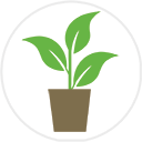 Cotoneaster dammeri Pot Grown