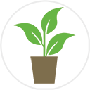 Pot grown Hawthorn hedging plants