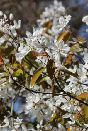 Juneberry hedging plants