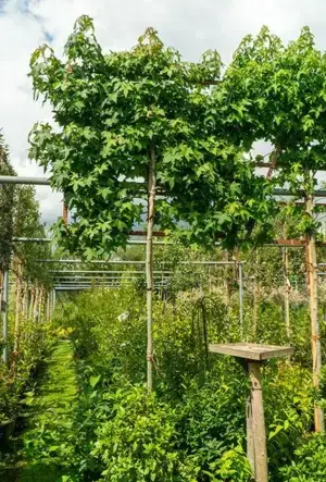 Pleached Liquidambar Sweet Gum tree