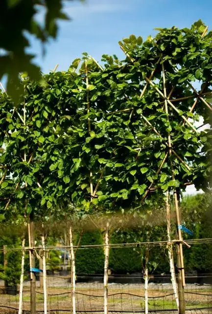Pleached tree for a small garden