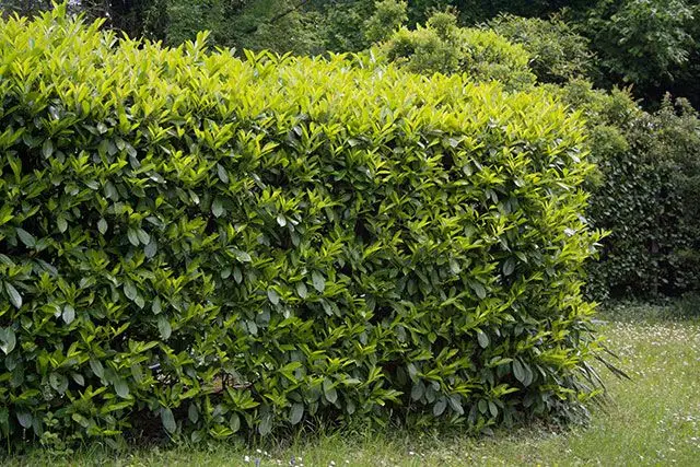 Hedging Plants