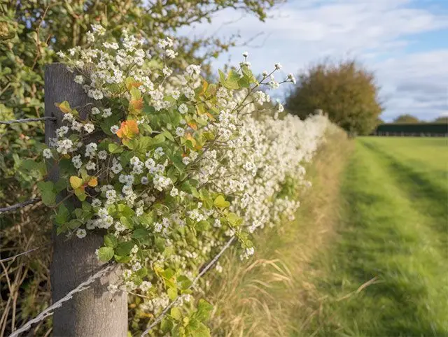 Mixed Native Hedging