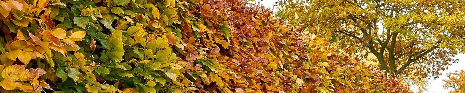 Autumn Beech Hedging