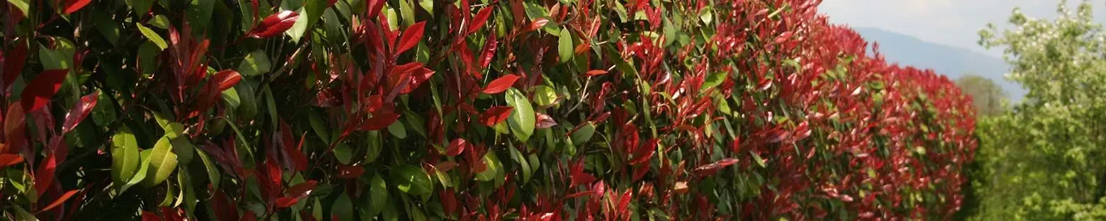 Photinia Red Robin - Red tipped hedge