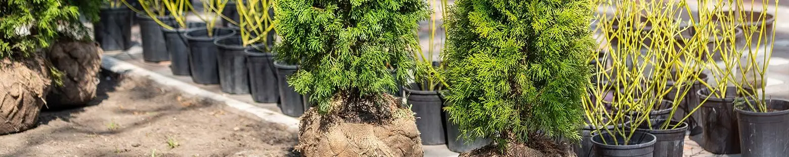 Rootballed Hedging