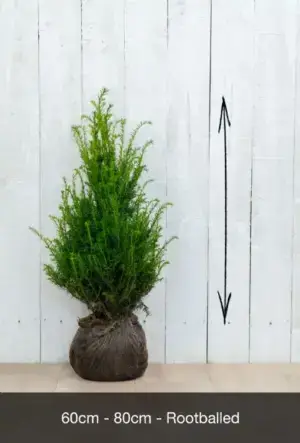 English Yew Hedge